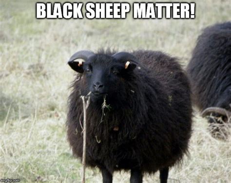 black sheep funny|funny black sheep meme.